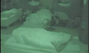 クリスマスツリーの下でいたずら雪女 無料 セックス 動画 女性 向け